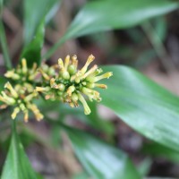 Dracaena thwaitesii Regel